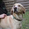 Yoko su.geduldige  Besitzer