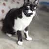 Süßer, älterer Kater Felix
