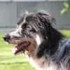 Ziggy - sucht Ruhe und Geborgenheit