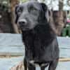Busca sucht ein nettes Zuhause