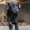 Busca sucht ein nettes Zuhause