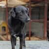 Busca sucht ein nettes Zuhause