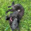 Busca sucht ein nettes Zuhause