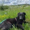 Busca sucht ein nettes Zuhause