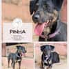 Pinha - Herzenshündin auf vier Pfoten