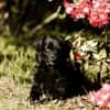 Mogli - sensibler Hund sucht Zuhause
