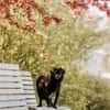 Mogli - sensibler Hund sucht Zuhause