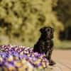 Mogli - sensibler Hund sucht Zuhause