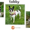 Tobby