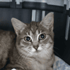 Lucie