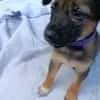 ALTEA, CHIOT FEMELLE BERGER CRÉOLE