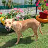 BAHIA, FEMELLE LABRADOR NON-LOF