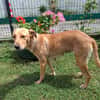 BAHIA, FEMELLE LABRADOR NON-LOF
