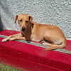BAHIA, FEMELLE LABRADOR NON-LOF