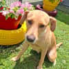 BAHIA, FEMELLE LABRADOR NON-LOF