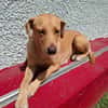 BAHIA, FEMELLE LABRADOR NON-LOF