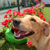 BAHIA, FEMELLE LABRADOR NON-LOF