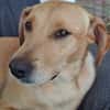BAHIA, FEMELLE LABRADOR NON-LOF