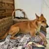 FOXY,  Mâle BERGER DES CANNES