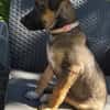 SILEA, CHIOT FEMELLE BERGER CRÉOLE