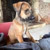 SPLEET, CHIOT MÂLE BERGER CRÉOLE