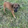 SPLEET, CHIOT MÂLE BERGER CRÉOLE