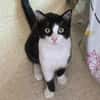 Tomy