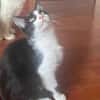 Tomy