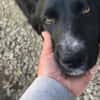 Sascha