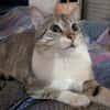 Hippolyte