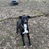 Leia - URGENCE ADOPTION