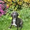 Leia - URGENCE ADOPTION