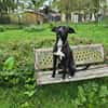 Leia - URGENCE ADOPTION