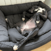 Leia - URGENCE ADOPTION