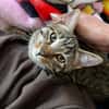 MÂCHOUILLE À ADOPTÉ AVEC UN CHAT DEJA PRÉSENT CHEZ VOUS