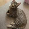 MÂCHOUILLE À ADOPTÉ AVEC UN CHAT DEJA PRÉSENT CHEZ VOUS