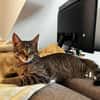 MÂCHOUILLE À ADOPTÉ AVEC UN CHAT DEJA PRÉSENT CHEZ VOUS