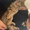 MÂCHOUILLE À ADOPTÉ AVEC UN CHAT DEJA PRÉSENT CHEZ VOUS