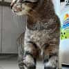 MÂCHOUILLE À ADOPTÉ AVEC UN CHAT DEJA PRÉSENT CHEZ VOUS
