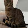 MÂCHOUILLE À ADOPTÉ AVEC UN CHAT DEJA PRÉSENT CHEZ VOUS