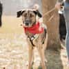 Anouk - Hund mit Herz sucht Mensch mit V