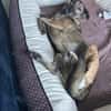 Anouk - Hund mit Herz sucht Mensch mit V