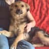Max sucht ein schönes Zuhause