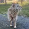 TEO SUCHT EIN RUHIGES ZUHAUSE