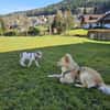 Spotty sucht ihren Traumpalast