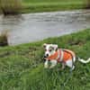 Spotty sucht ihren Traumpalast