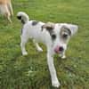 Spotty sucht ihren Traumpalast