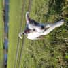 Spotty sucht ihren Traumpalast