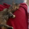 Zuhause gesucht für Lisi & Lucky