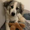 Willow - Zurückhaltender, toller Rüde